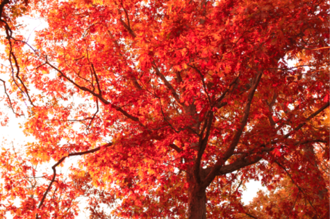 Autumnal Photo Essay